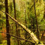 Waldimpression bei Steineberg